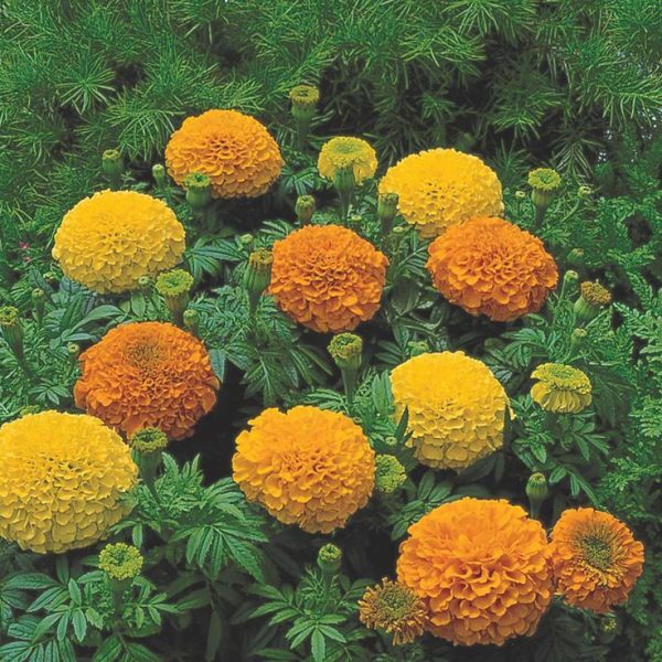 African Marigold Flower Garden Seeds