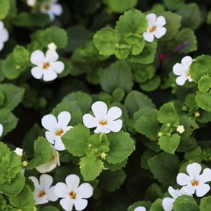 Bacopa Extract