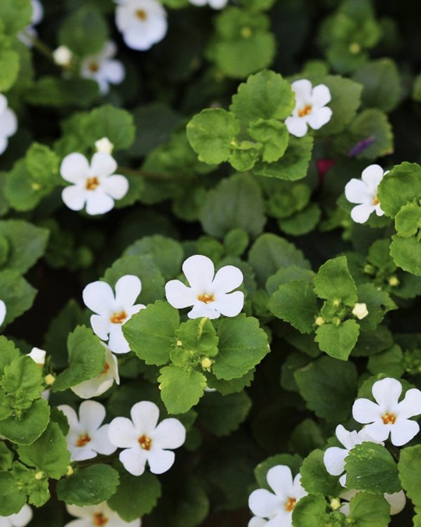 Bacopa Extract