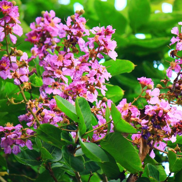 Banaba leaf