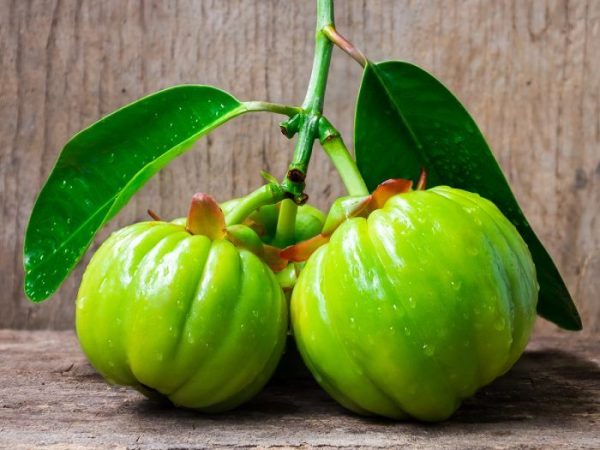 Garcinia Cambogia Benefits