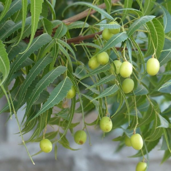 Neem tree