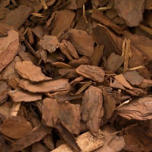 Pine Bark Extract