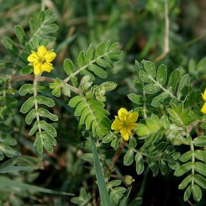 Tribulus can enhance testosterone