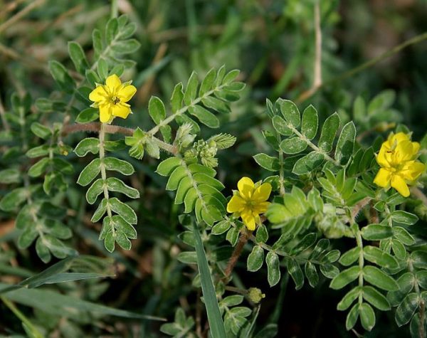 Tribulus can enhance testosterone