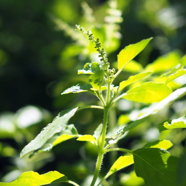 Tulsi